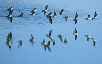 Red Necked Phalaropes in Flight Reflection