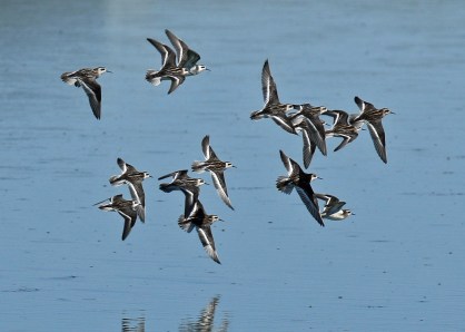 Red Necked Phalaropes in Flight