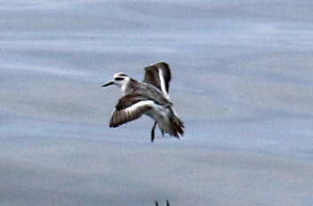 Red Phalarope2