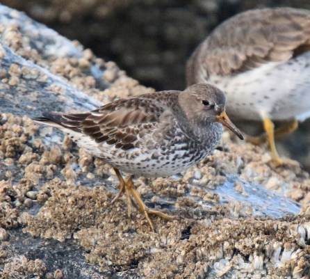 Rock Sandpiper1