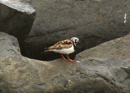 Ruddy Turnstone