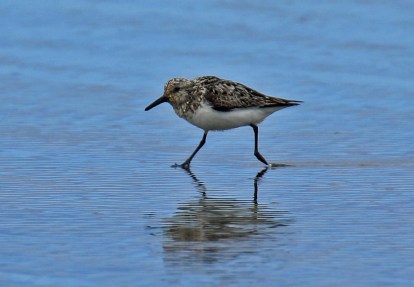 Sanderling