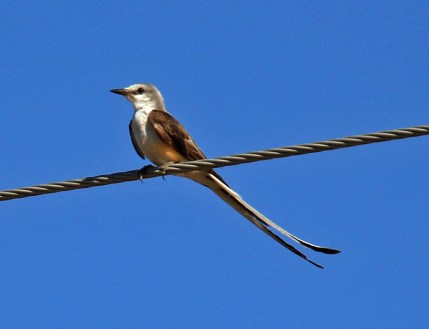 Scissor Tailed Flycatcher2