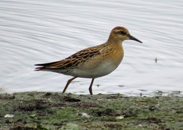 Sharp Tailed Sandpiper