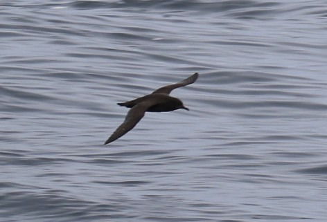 Short Tailed Shearwater3