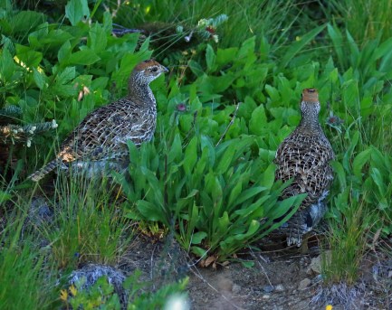 Sooty Grouse Chicks