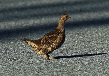 Sooty Grouse Hen1