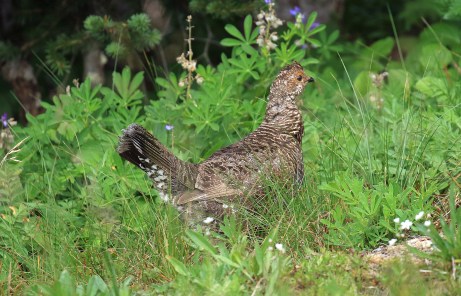 Sooty Grouse Morning