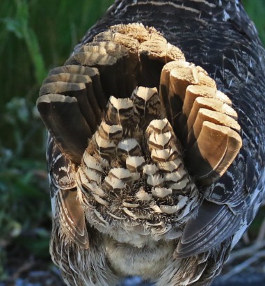 Sooty Grouse Tail1