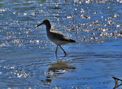 Stilt Sandpiper