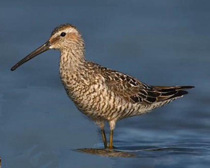 Stilt Sandpiper