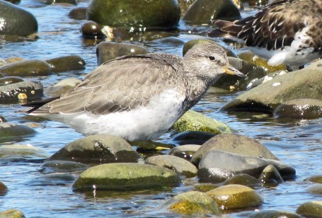 Surfbird