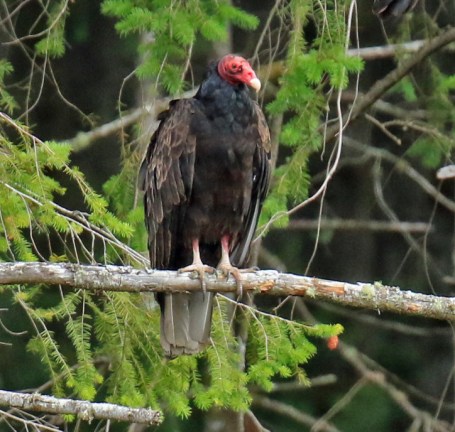 Turkey Vulture