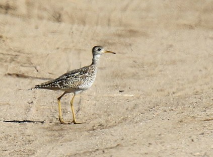 Upland Sandpiper2