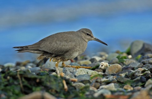 Wandering Tattler 3 Carkeek Park