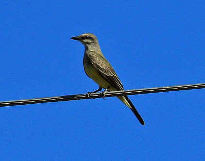 Western Kingbird
