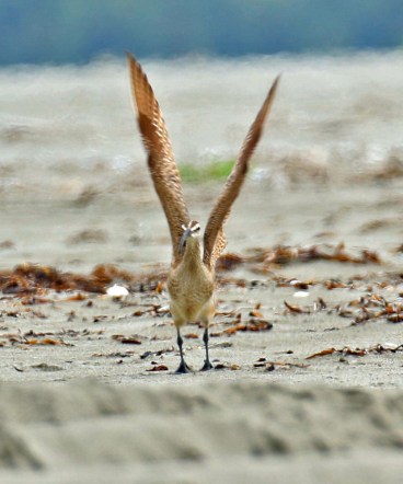 Whimbrel Wings