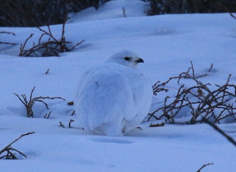 White Tailed Ptarmigan 7