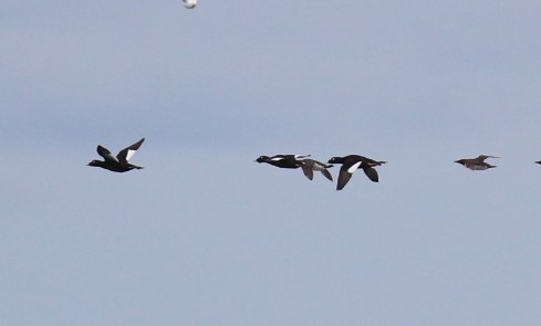 White Winged Scoters