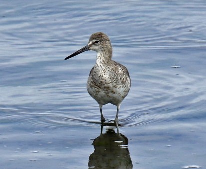 Willet