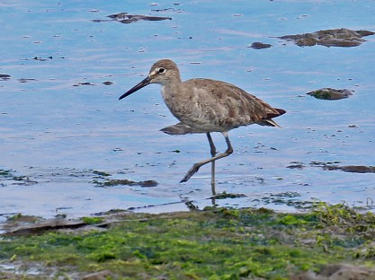 Willet2