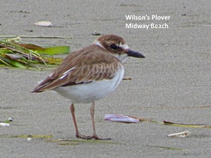 Wilson's Plover