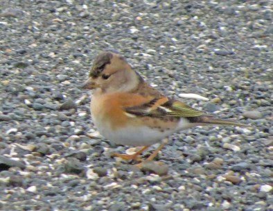 brambling2