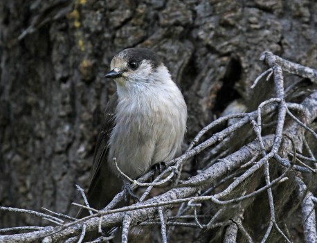 gray-jay