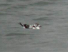 little-gull