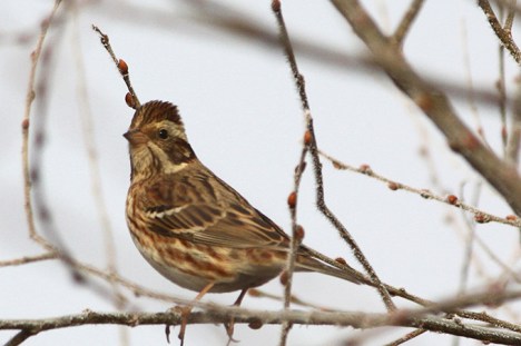 rustic-bunting_jb