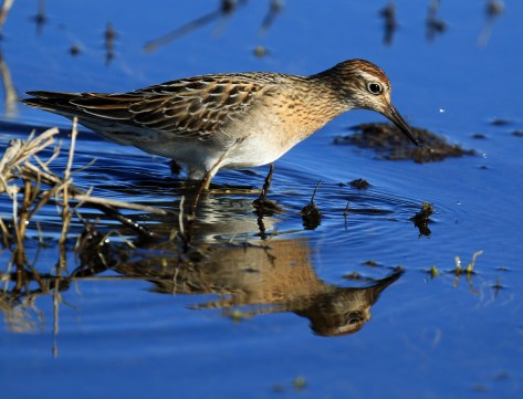sharp-tailed-sandpiper4