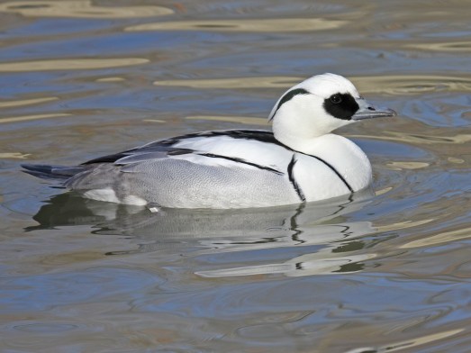 smew_rwd1