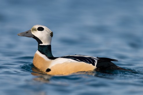 stellers-eider-1