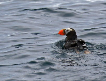 Tufted Puffin