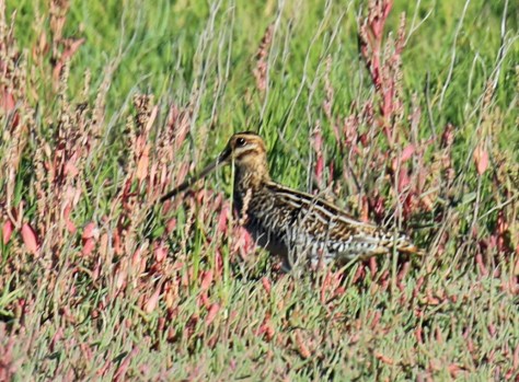 wilsons-snipe
