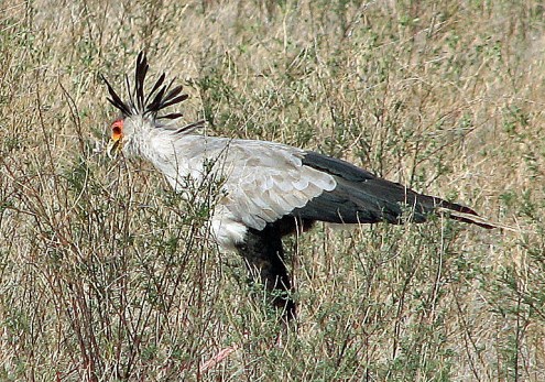 35-secretary-bird