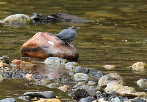 american-dipper