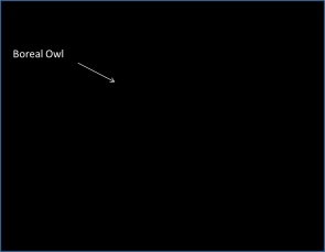 boreal-owl