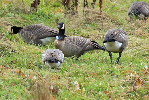 cackling-goose-banded