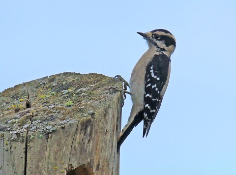downy-woodpecker