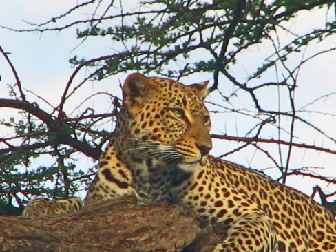Samburu Leopard