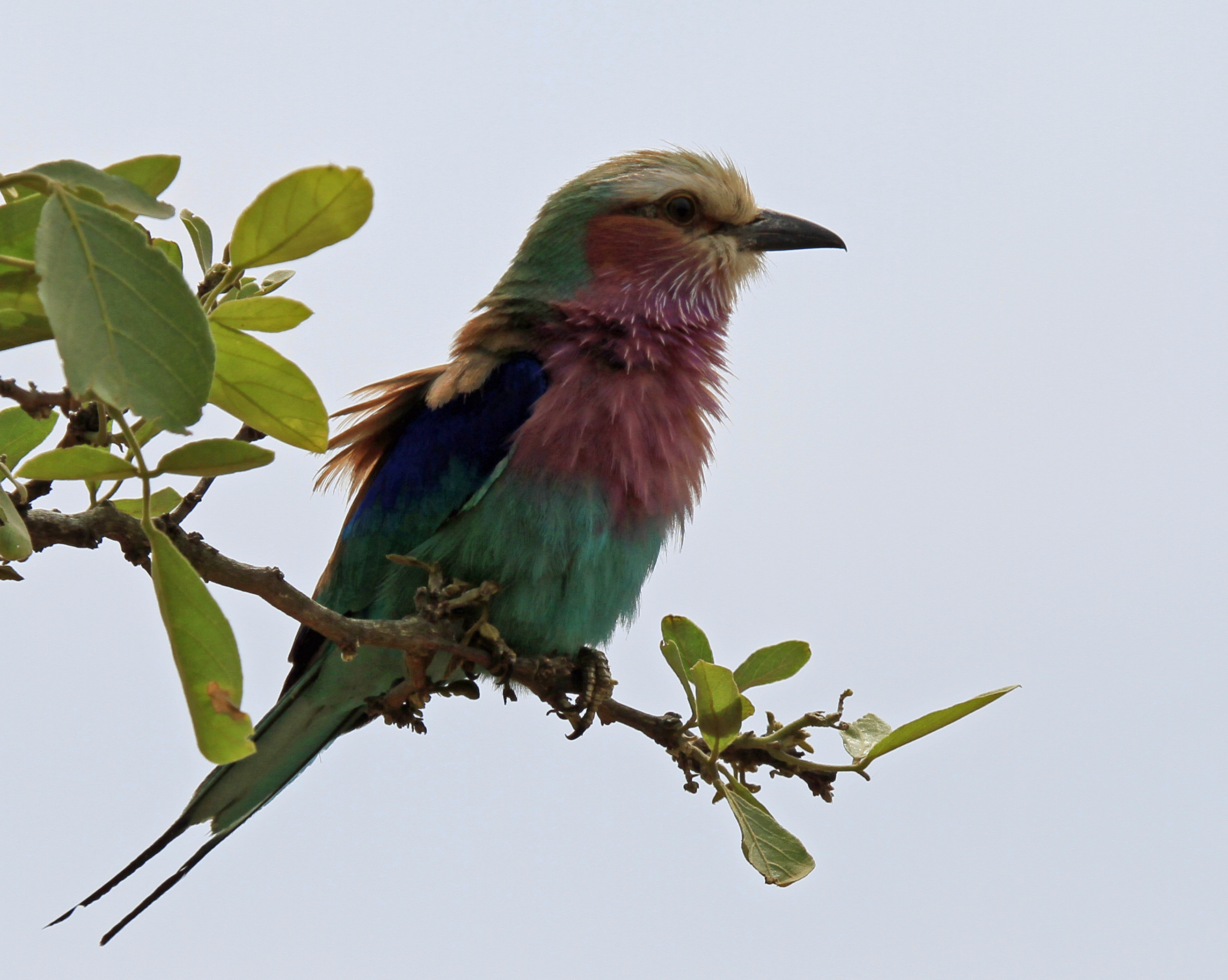 lilac-breasted-roller-2