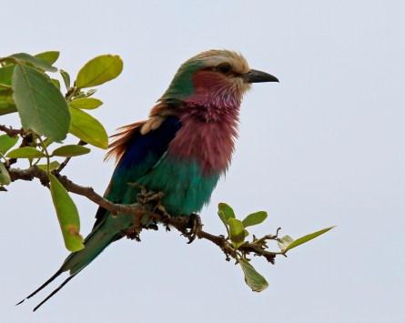 lilac-breasted-roller-2