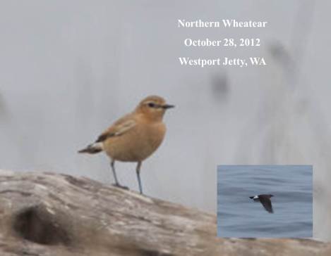 northern-wheatear