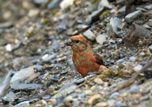 red-crossbill2