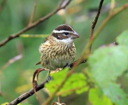 rose-breasted-grosbeak3