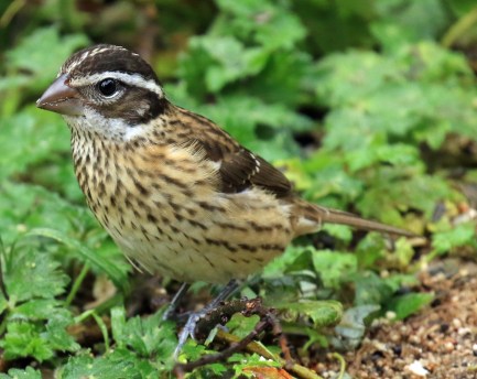 rose-breasted-grosbeak5