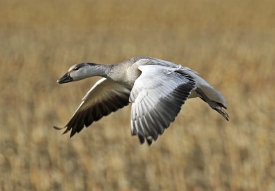 snow-goose-flight3