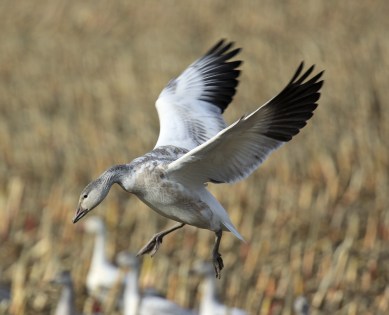 snow-goose-wings