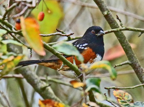 spotted-towhee